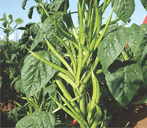 Floriculture Greens بذور خضار الفاصوليا العنقودية أو الفاصوليا الجوار - Image 3