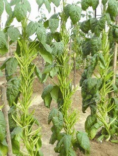Floriculture Greens بذور خضار الفاصوليا العنقودية أو الفاصوليا الجوار - Image 4