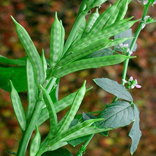 Floriculture Greens بذور خضار الفاصوليا العنقودية أو الفاصوليا الجوار - Image 2