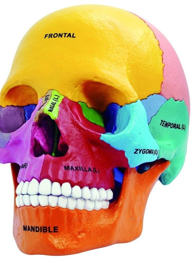 4D Master 26087 4D Anatomy Didactic Exploded Skull Model - Image 1