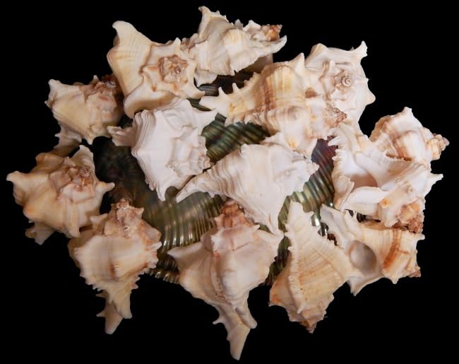 JUNERUSH Beautiful Unique Artificial Murex Sea Shells for Beach Crafts Coastal Cottage Decor Size 12 Inch Pack of 12 - Image 3