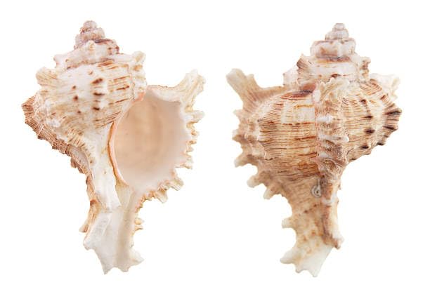 JUNERUSH Beautiful Unique Artificial Murex Sea Shells for Beach Crafts Coastal Cottage Decor Size 12 Inch Pack of 12 - Image 1