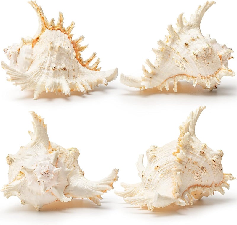 JUNERUSH Beautiful Unique Artificial Murex Sea Shells for Beach Crafts Coastal Cottage Decor Size 12 Inch Pack of 12 - Image 2