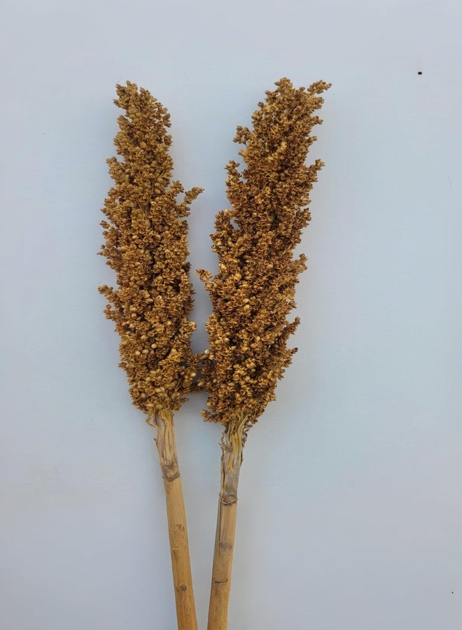 RUKDA® Golden Sorghum Dried Flower - 2 Pcs Dry Grass Bouquet for Wedding Table Centerpieces, Home, Office Decoration - Image 1