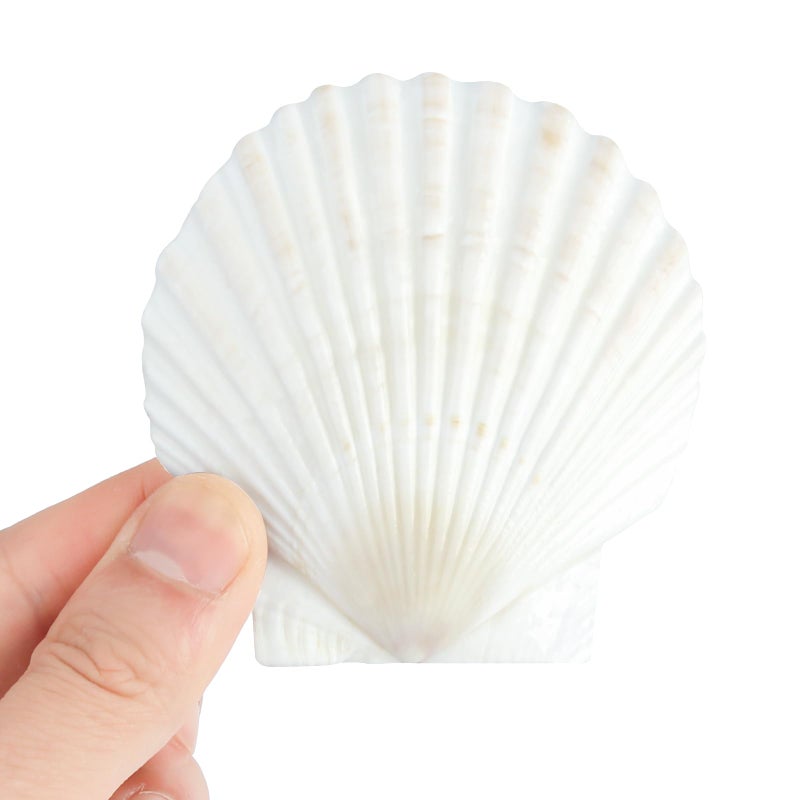 Mkobon 20 PCS Natural Scallop Shells for Crafts, 3 Inch White Seashell Decor for Home, Sea Shells for Decorating, DIY, Painting, Baking, Beach Wedding Decorations - Image 2
