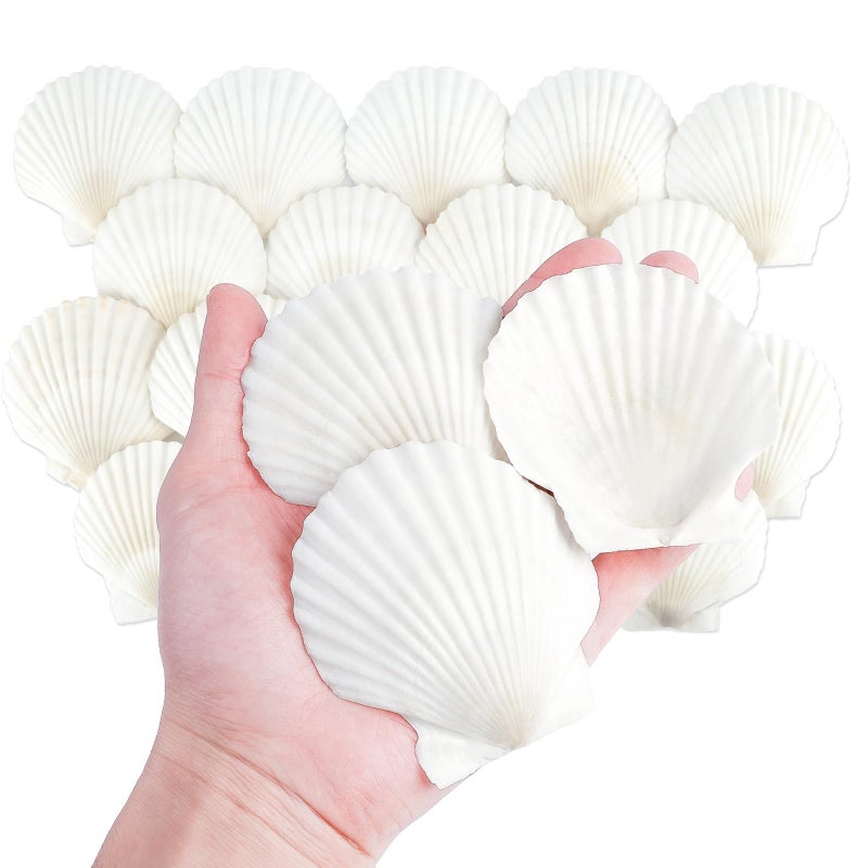 Mkobon 20 PCS Natural Scallop Shells for Crafts, 3 Inch White Seashell Decor for Home, Sea Shells for Decorating, DIY, Painting, Baking, Beach Wedding Decorations - Image 1