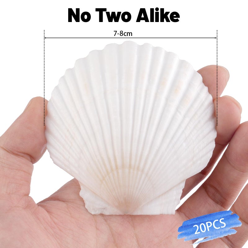 Mkobon 20 PCS Natural Scallop Shells for Crafts, 3 Inch White Seashell Decor for Home, Sea Shells for Decorating, DIY, Painting, Baking, Beach Wedding Decorations - Image 5