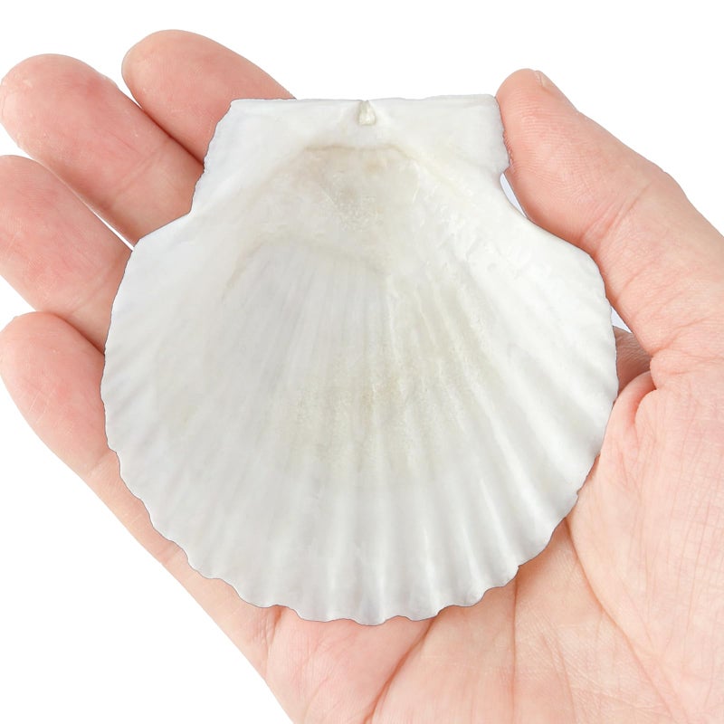 Mkobon 20 PCS Natural Scallop Shells for Crafts, 3 Inch White Seashell Decor for Home, Sea Shells for Decorating, DIY, Painting, Baking, Beach Wedding Decorations - Image 4