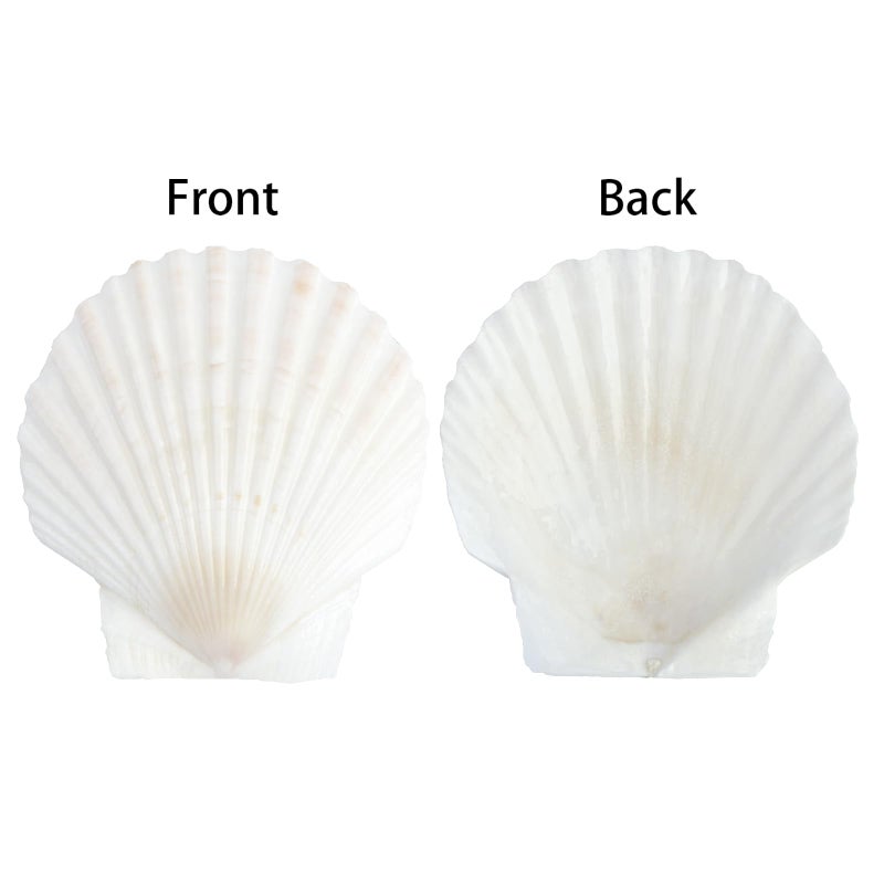 Mkobon 20 PCS Natural Scallop Shells for Crafts, 3 Inch White Seashell Decor for Home, Sea Shells for Decorating, DIY, Painting, Baking, Beach Wedding Decorations - Image 3