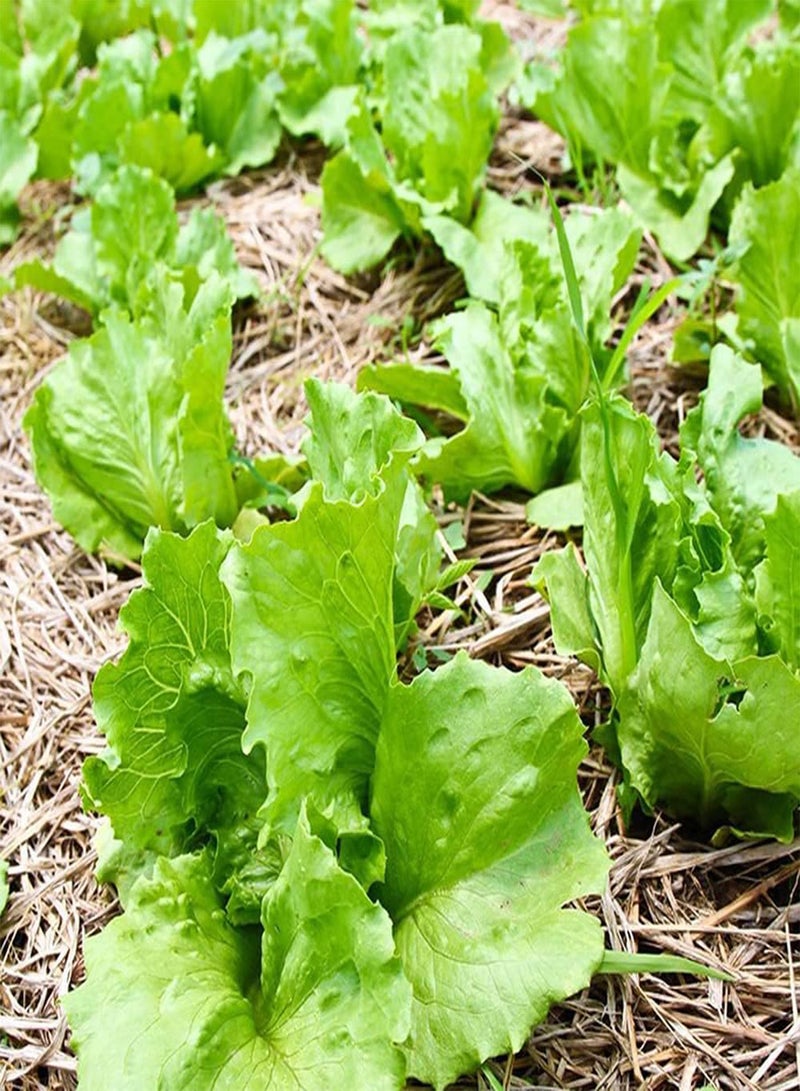 جي جوت 300 قطعة من بذور الخس الفريدة غير المعدلة وراثيًا سهلة الزراعة في حديقة الخضروات، خضراوات شائعة في الحياة مليئة بالعناصر الغذائية - Image 3