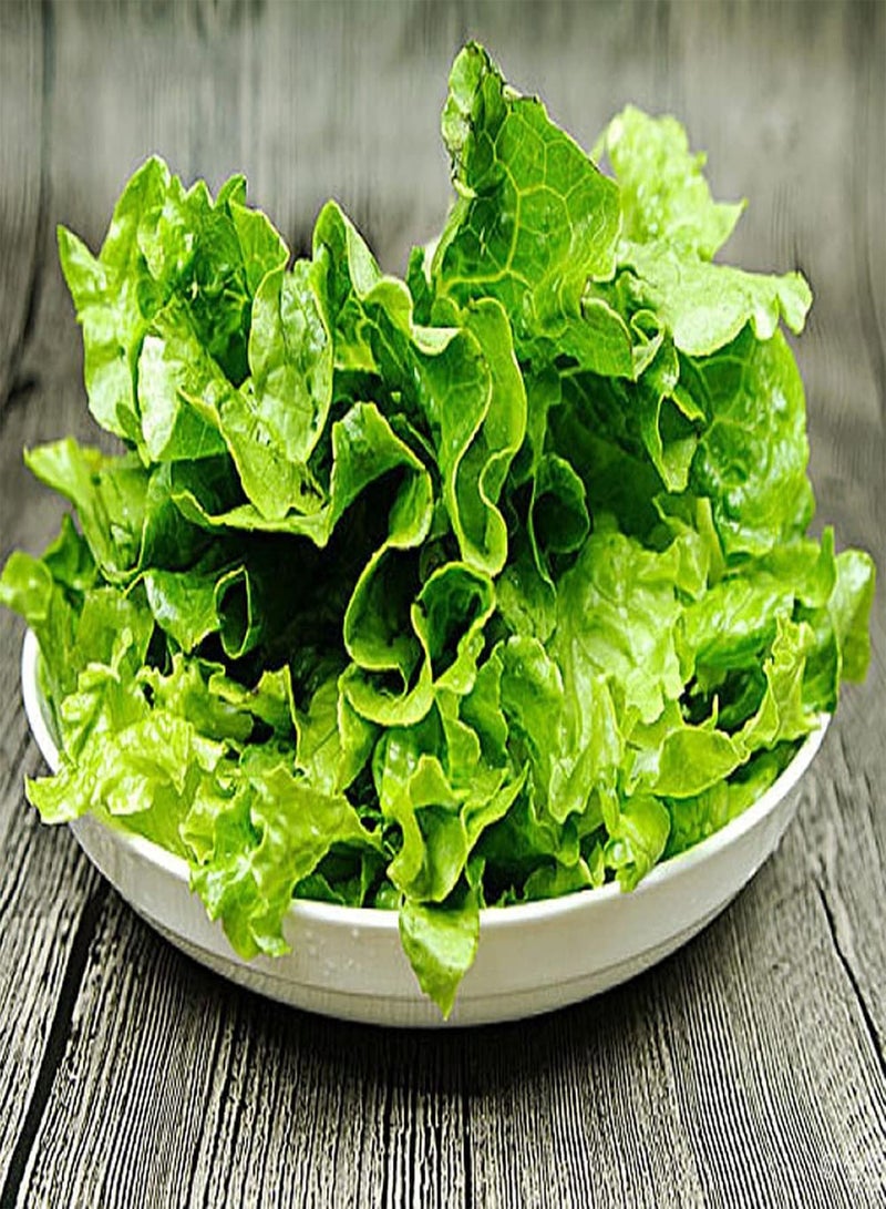 جي جوت 300 قطعة من بذور الخس الفريدة غير المعدلة وراثيًا سهلة الزراعة في حديقة الخضروات، خضراوات شائعة في الحياة مليئة بالعناصر الغذائية - Image 1