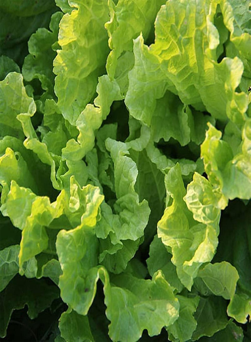 جي جوت 300 قطعة من بذور الخس الفريدة غير المعدلة وراثيًا سهلة الزراعة في حديقة الخضروات، خضراوات شائعة في الحياة مليئة بالعناصر الغذائية - Image 2