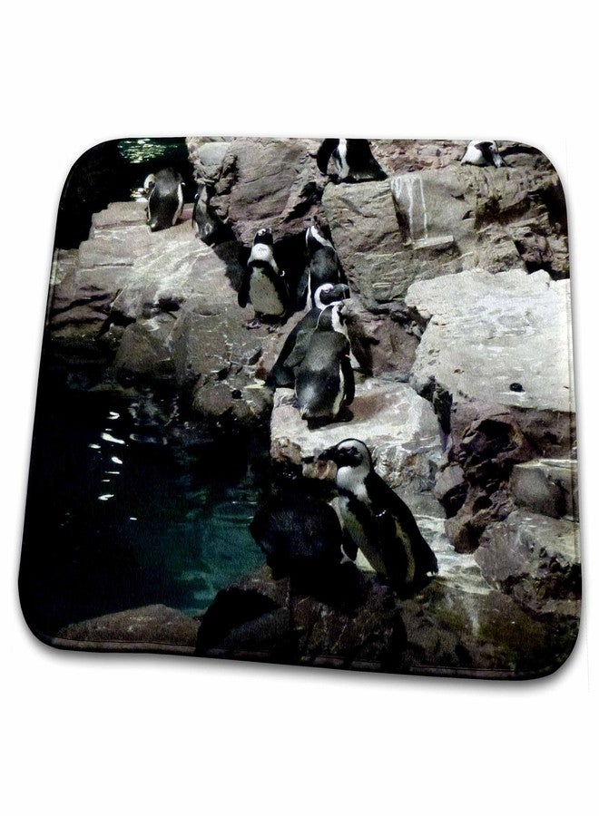 3DROSE Dish Drying Mat - Penguins hanging out in the Boston Aquarium s Photos - Boston - Image 1