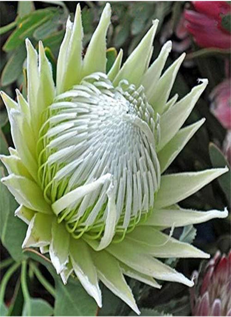 GGOOT - 50 Pcs/Pack Protea Seeds Rare Protea Cynaroides Bonsai Easy Planting Rare Bonsai Flower Bonsai Rare Flower - Image 1