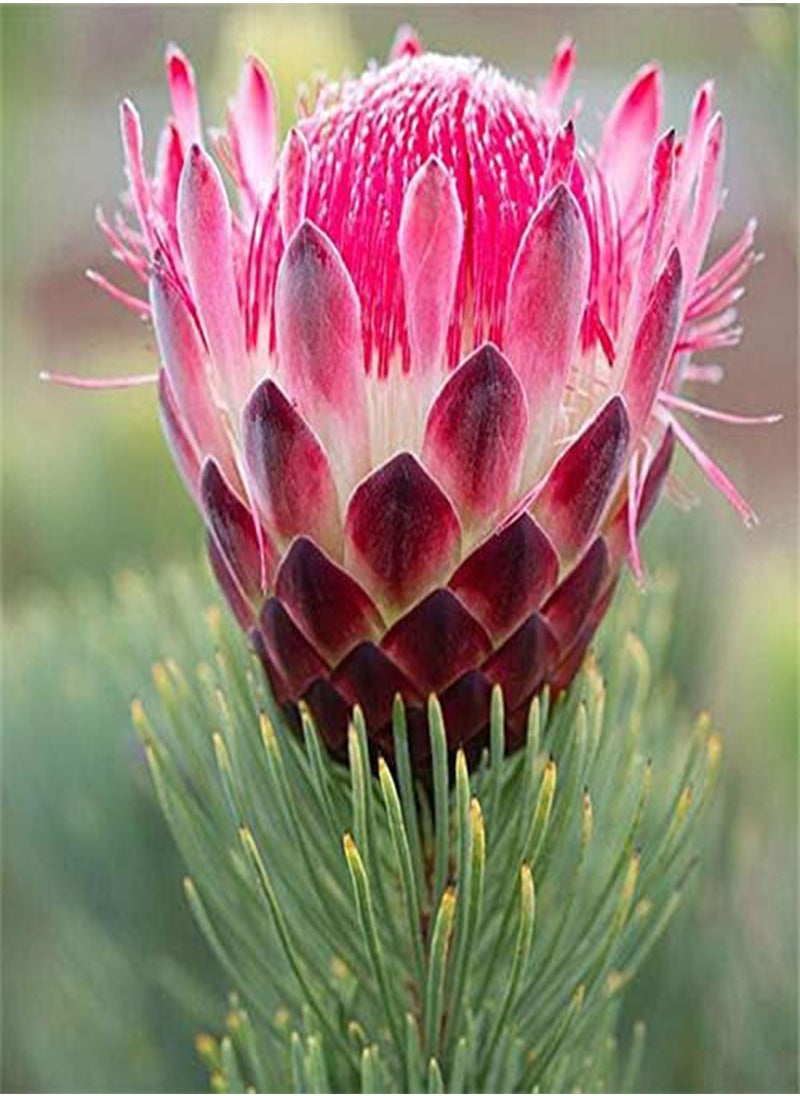 GGOOT - 50 Pcs/Pack Protea Seeds Rare Protea Cynaroides Bonsai Easy Planting Rare Bonsai Flower Bonsai Rare Flower - Image 1