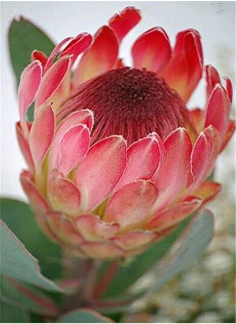 GGOOT - 50 Pcs/Pack Protea Seeds Rare Protea Cynaroides Bonsai Easy Planting Rare Bonsai Flower Bonsai Rare Flower - Image 1