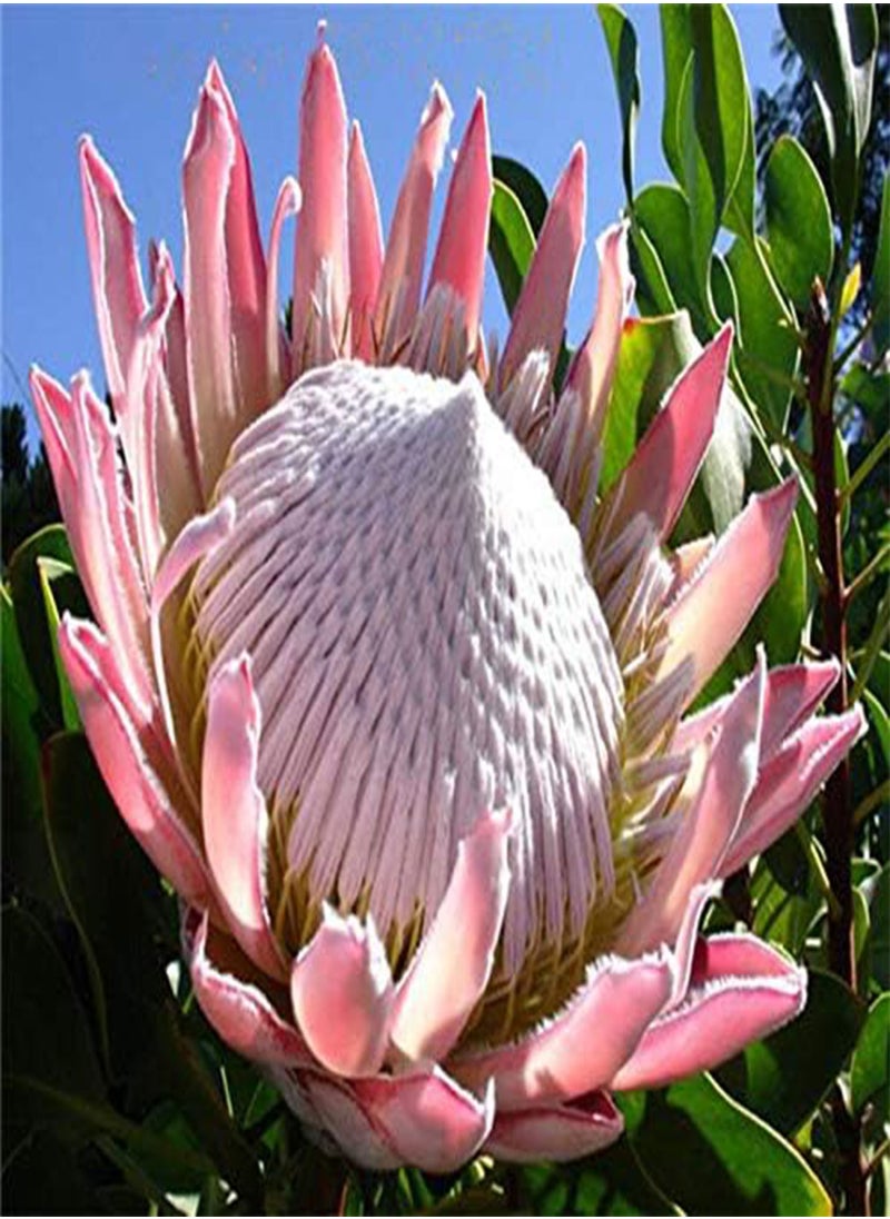 GGOOT - 50 Pcs/Pack Protea Seeds Rare Protea Cynaroides Bonsai Easy Planting Rare Bonsai Flower Bonsai Rare Flower - Image 1