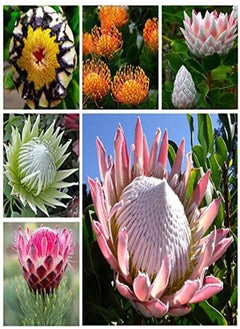50 Pcs/Pack Protea Seeds Rare Protea Cynaroides Bonsai Easy Planting Rare Bonsai Flower Bonsai Rare Flower