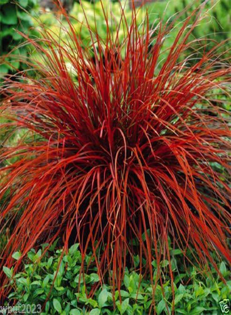 GGOOT Uncinia Rubra Firedance (10 Seed) AKA New Zealand Red Hook Sedge - Ornamental