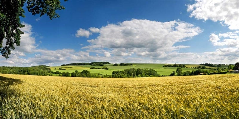 Yeele 12x6ft Vinyl Countryside Farm Field Backdrop for Photography Wheat Field Meadow Background Harvest Photo Booth Shoot Studio Props - Image 1