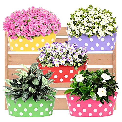 Leafy Tales Muticolor Metal Rust-Free Hanging Planter - Set of 5 (Oval - Red, Green, Yellow, Pink, Purple), 30 cm x 15 cm x 14 cm - Image 1