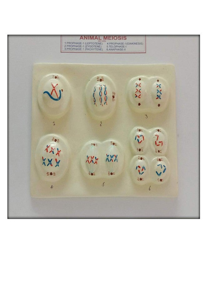 SquareDrop Animal Meiosis Multi Color 3D Biology Wooden Teaching Hands-On Tools for Students and Teachers - 3D Animal Meiosis - Image 1