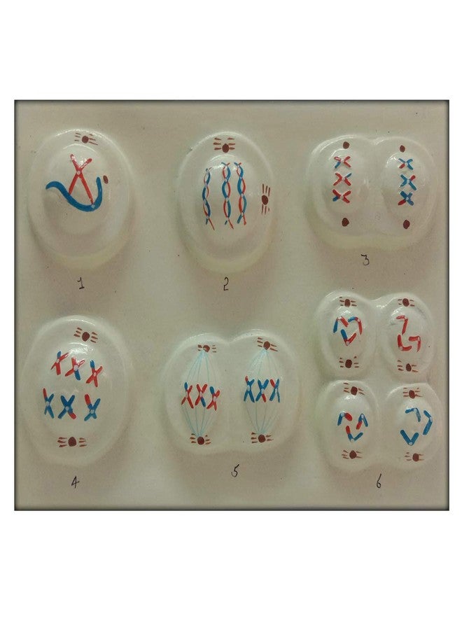 SquareDrop Animal Meiosis Multi Color 3D Biology Wooden Teaching Hands-On Tools for Students and Teachers - 3D Animal Meiosis - Image 2