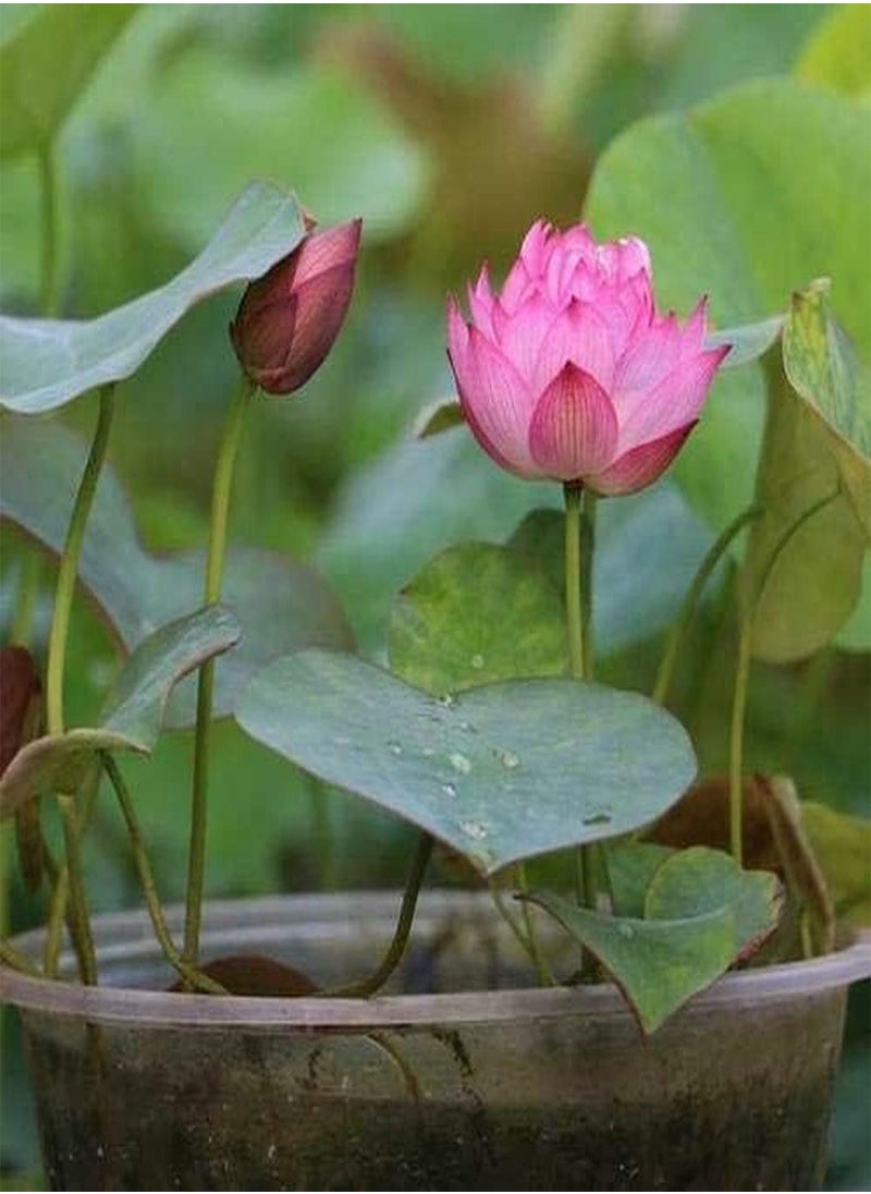 20Pcs Mix Lotus Seeds