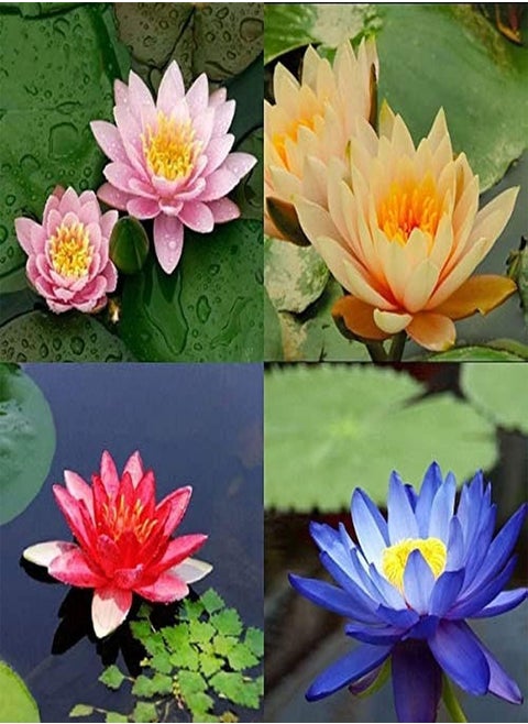 20Pcs Mix Lotus Seeds