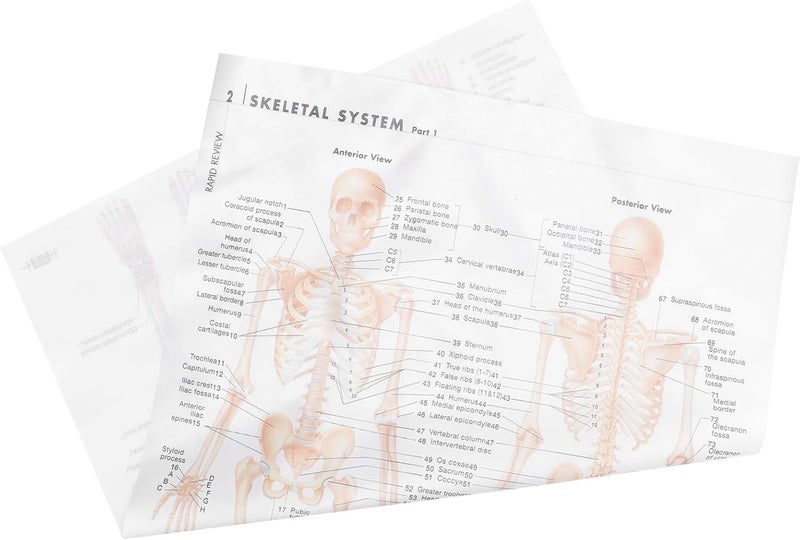 SOESFOUFU Human Skeletal Muscle Anatomy Poster 20X28Inch (50X70Cm) Silk Cloth Hanging Skeletal Structure Chart for Science Education and Office Decoration - Image 1