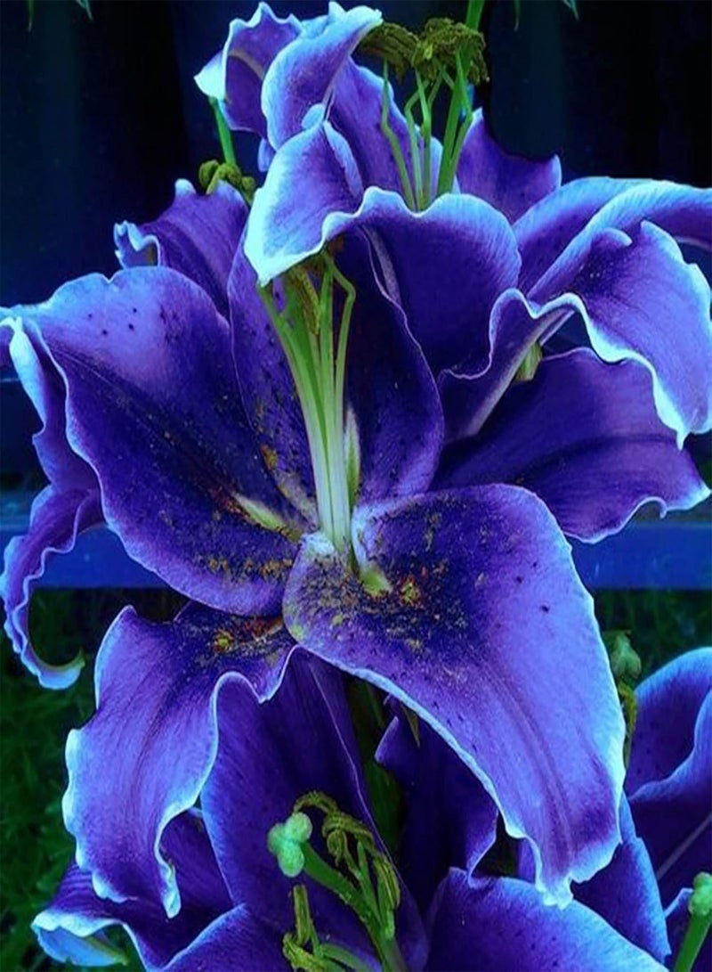 جي جوت نباتات زهور الحديقة الخضراء - 100 قطعة/كيس بذور زنبق تحتاج إلى ضوء الشمس غير هجينة 8 ألوان بذور زنبق بونساي للبونساي - أزرق - Image 1