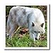 3DROSE 3dRose ht_127848_1 Female Gray Wolf a White Colored Female Gray Wolf Iron on Heat Transfer for White Material, 8 by  - Image 2