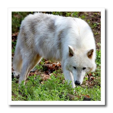 3DROSE 3dRose ht_127848_1 Female Gray Wolf a White Colored Female Gray Wolf Iron on Heat Transfer for White Material, 8 by  - Image 1