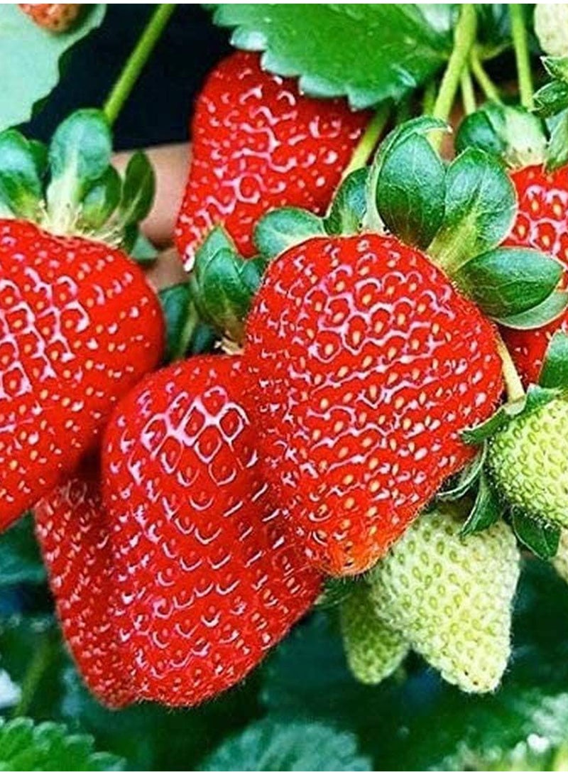 GGOOT 100Pcs Strawberry Seeds  - Image 1