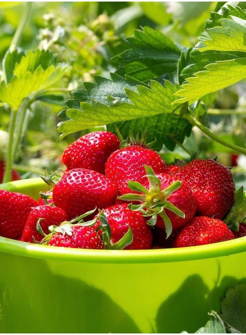 GGOOT 100Pcs Strawberry Seeds  - Image 2