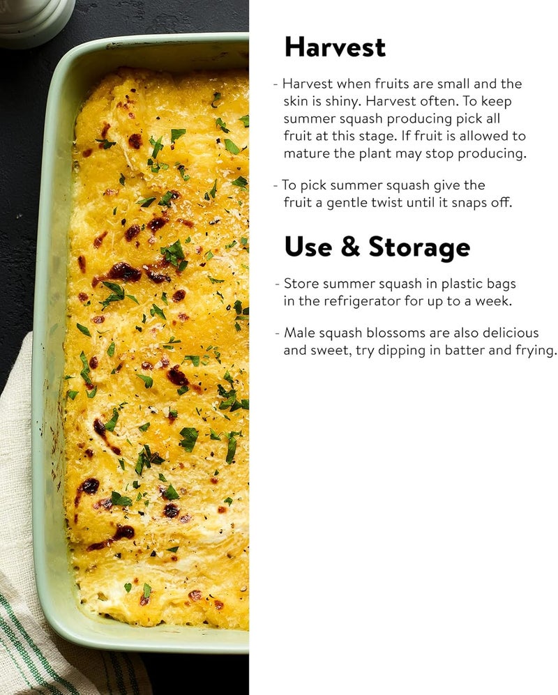 Burpee Saffron Summer Squash Seeds 100 seeds - Image 4