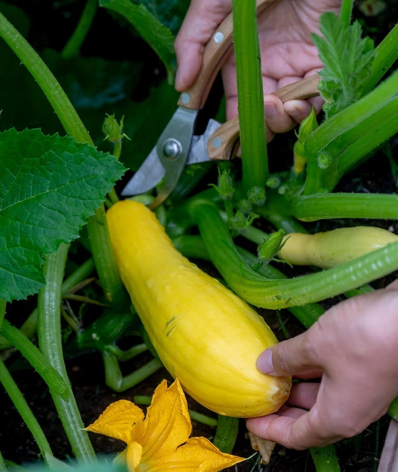 Burpee Saffron Summer Squash Seeds 100 seeds - Image 5