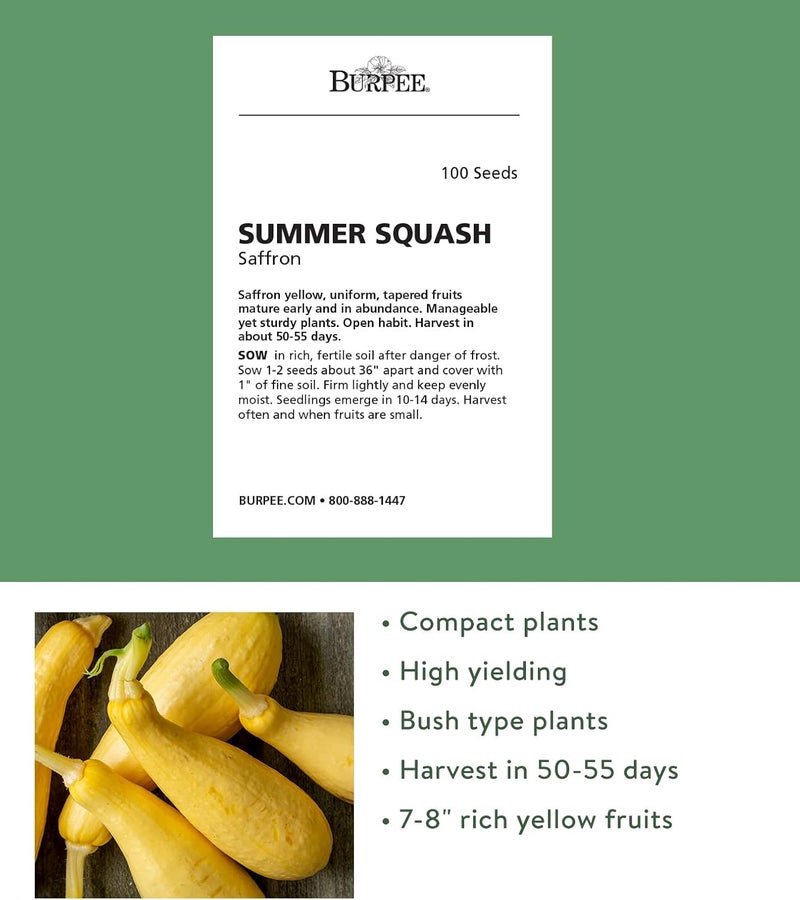 Burpee Saffron Summer Squash Seeds 100 seeds - Image 2