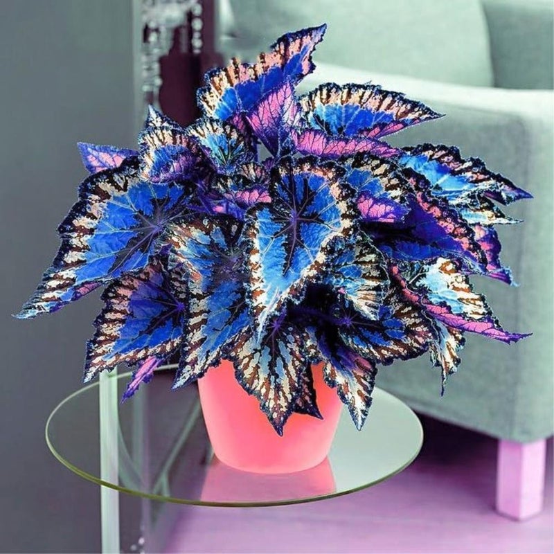 100pcs Janpanse Seed Coleus Plants Foliage Plants Perfect Color Rainbow Dragon Plants Beautiful Flower Plant Garden Semente - (Color: Mix)