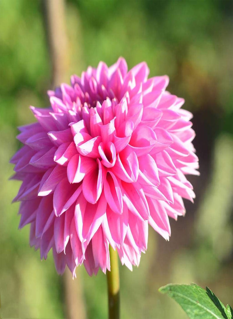 GGOOT 2pcs Roze Dahlia Bollen Tuin Decoratie Gemakkelijk Planten Vaste Plant Kruid Hoge Kiemkracht Unieke Bloemvorm Gemakkelijk Beheren - Image 2