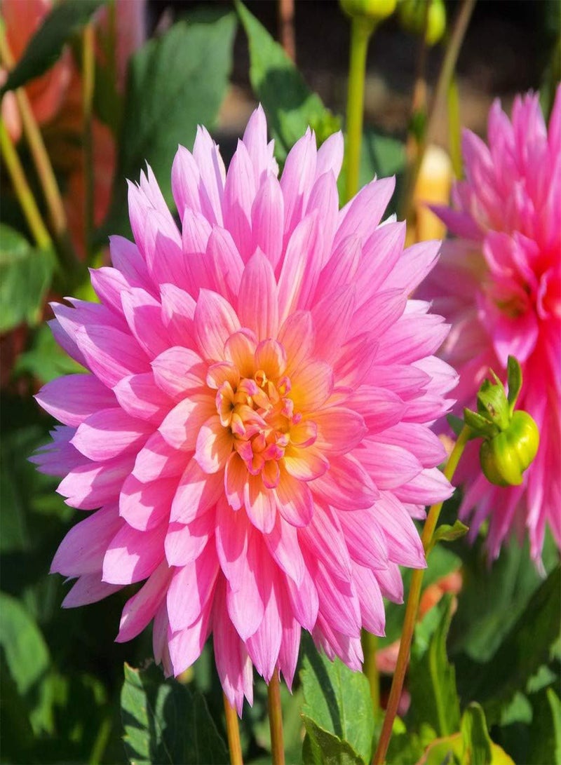 GGOOT 2pcs Roze Dahlia Bollen Tuin Decoratie Gemakkelijk Planten Vaste Plant Kruid Hoge Kiemkracht Unieke Bloemvorm Gemakkelijk Beheren - Image 1