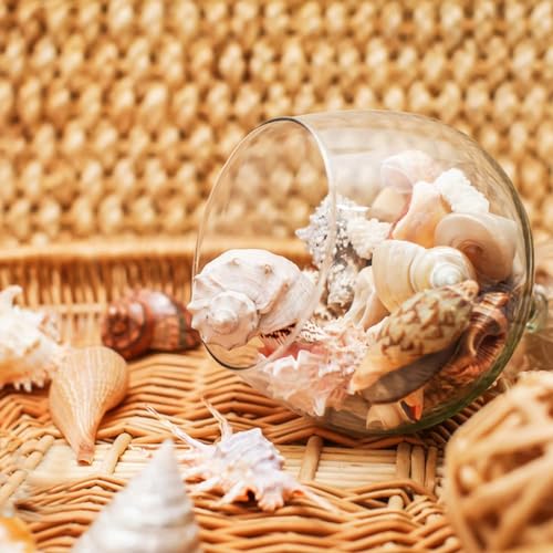 Fangoo 12 PCS Large Seashells Mixed Beach Sea Shells and Ocean Natural Starfish,Natural Colorful Sea Shells Starfish Up to 6.5 Inch, Perfect for Beach Theme Party Home Decor DIY Crafts Fish Tank Decorations - Image 3