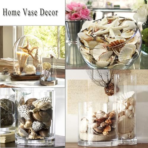 Fangoo 12 PCS Large Seashells Mixed Beach Sea Shells and Ocean Natural Starfish,Natural Colorful Sea Shells Starfish Up to 6.5 Inch, Perfect for Beach Theme Party Home Decor DIY Crafts Fish Tank Decorations - Image 5