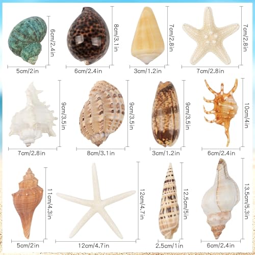 Fangoo 12 PCS Large Seashells Mixed Beach Sea Shells and Ocean Natural Starfish,Natural Colorful Sea Shells Starfish Up to 6.5 Inch, Perfect for Beach Theme Party Home Decor DIY Crafts Fish Tank Decorations - Image 2