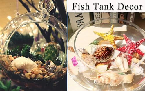 Fangoo 12 PCS Large Seashells Mixed Beach Sea Shells and Ocean Natural Starfish,Natural Colorful Sea Shells Starfish Up to 6.5 Inch, Perfect for Beach Theme Party Home Decor DIY Crafts Fish Tank Decorations - Image 4