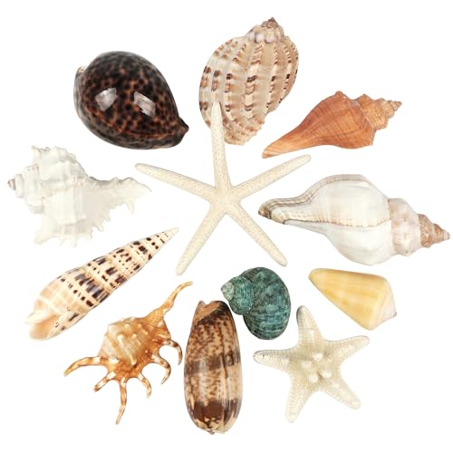 Fangoo 12 PCS Large Seashells Mixed Beach Sea Shells and Ocean Natural Starfish,Natural Colorful Sea Shells Starfish Up to 6.5 Inch, Perfect for Beach Theme Party Home Decor DIY Crafts Fish Tank Decorations - Image 1