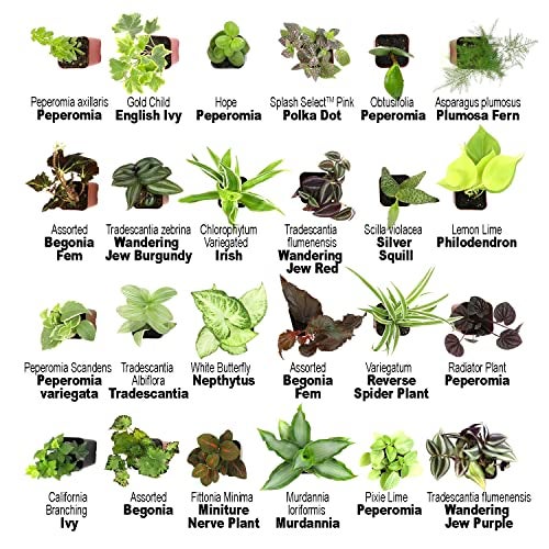 Plants for Pets Easy to Grow Houseplants (12 Pack) Live House Plants in Plant Containers, Growers Choice Plant Set in Planters with Potting Soil Mix, Home Décor Planting Kit or Outdoor Garden Gifts by Plants for Pets - Image 5