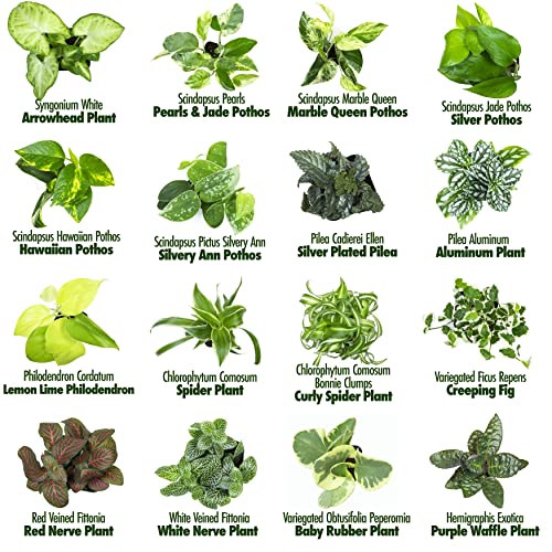 Plants for Pets Easy to Grow Houseplants (12 Pack) Live House Plants in Plant Containers, Growers Choice Plant Set in Planters with Potting Soil Mix, Home Décor Planting Kit or Outdoor Garden Gifts by Plants for Pets - Image 4
