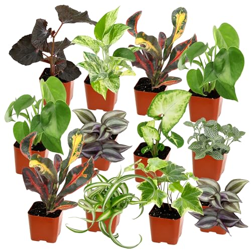 Plants for Pets Easy to Grow Houseplants (12 Pack) Live House Plants in Plant Containers, Growers Choice Plant Set in Planters with Potting Soil Mix, Home Décor Planting Kit or Outdoor Garden Gifts by Plants for Pets - Image 1