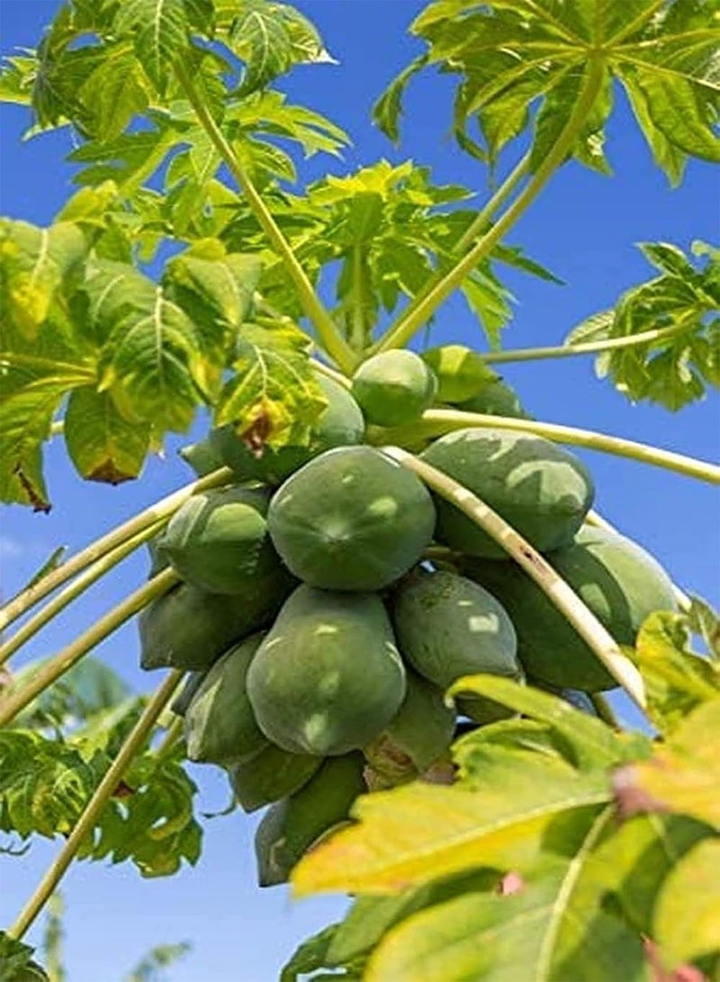 جي جوت 20 قطعة من بذور البابايا ذات القيمة الزخرفية العالية للحديقة الخارجية ذات تأثير زراعة كبير مناسب لأي شخص يريد زراعة صيانة منخفضة - Image 2
